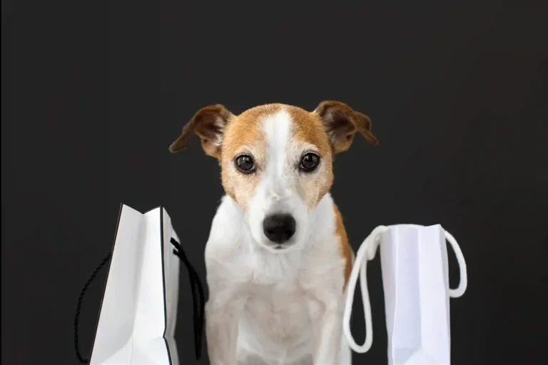 dog shopping